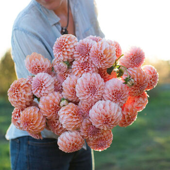 Dahlia Cream