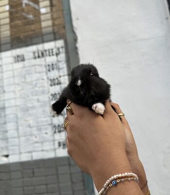 dahnikz
